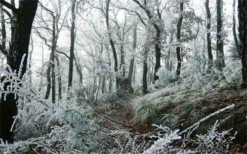 雪花秀人参果液怎么样,韩国雪花秀怎么样,韩国护肤品牌